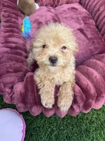 Daisy ready to go home NOW!, a female Poodle - Toy  for sale in San Diego, CA – 10 of 10