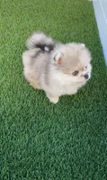 🐻 Tiny Teddy Bear Pomeranian Boy | Sweet & Cuddly, a male Pomeranian for sale in San Diego, CA – 7 of 9