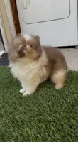 Rare Chocolate Merle Sable Female – Embark DNA Tested, a female Pomeranian for sale in San Diego, CA – 2 of 9