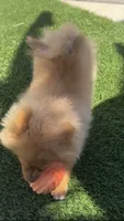 Baby brown happy curious hyper puppy, a female Pomeranian for sale in San Diego, CA – 3 of 8