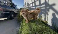 You name this girl,  ready to go home now !, a female Poodle - Toy  and Bichpoo for sale in San Diego, CA – Photo 4 of 9