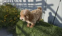 You name this girl,  ready to go home now !, a female Poodle - Toy  and Bichpoo for sale in San Diego, CA – Photo 7 of 9