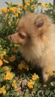 Blondie playful active puppy, a female Pomeranian for sale in San Diego, CA – 7 of 8