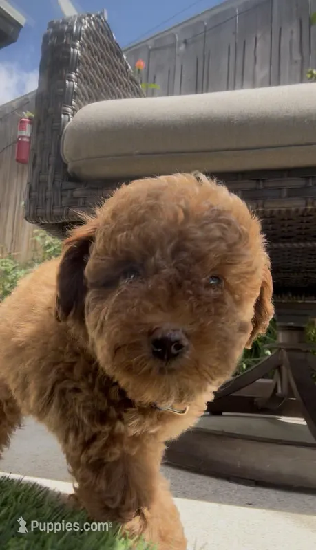 AKC Forrest mini boy ready to go home Today – Poodle - Miniature  puppy for sale in San Diego, CA