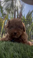 AKC Forrest mini boy ready to go home Today, a male Poodle - Miniature  for sale in San Diego, CA – Photo 4 of 10