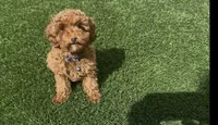AKC Forrest mini boy ready to go home Today, a male Poodle - Miniature  for sale in San Diego, CA – Photo 9 of 10