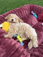 Angel ❤️ Adorable baby Ready to go home now , a male Poodle - Toy  for sale in San Diego, CA – 4 of 7
