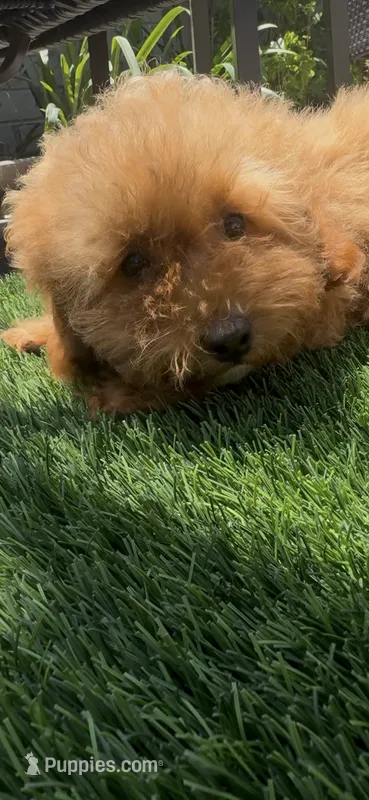 red puppy girl – Poodle - Toy , Bichpoo puppy for sale in San Diego, CA