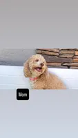 Happy 💛 Adorable Bichpoo Puppy | Designer Companion, a male Poodle - Toy  and Bichpoo for sale in San Diego, CA – 10 of 10