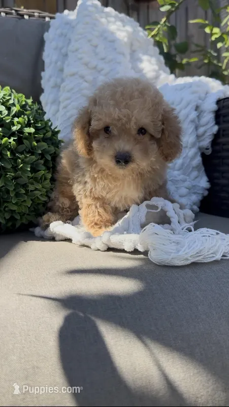 Gray baby boy ready to go home soon – Bichon Frise, Poodle - Toy  puppy for sale in San Diego, CA