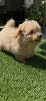 Gray baby boy ready to go home soon, a male Bichon Frise and Poodle - Toy  for sale in San Diego, CA – Photo 8 of 10