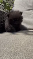 baby boy super tiny, a male Pomeranian for sale in San Diego, CA – 3 of 10