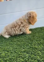 Peaches 🍑 Adorable Bichpoo Puppy , a female Poodle - Toy  and Bichpoo for sale in San Diego, CA – 8 of 8