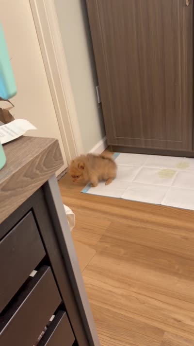 Rare Embark DNA Tested Chocolate Sable Merle Female Pomeranian, a female Pomeranian for sale in San Diego, CA – 8 of 9