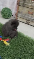 🖤 Tiny Black AKC Pomeranian Male • Full Rights • Sweet & Cuddly, a male Pomeranian for sale in San Diego, CA – 5 of 6
