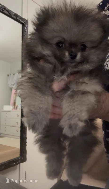 Tiny prince  – Pomeranian puppy for sale in San Diego, CA
