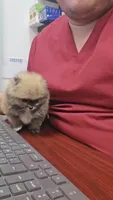 Pomeranian boy The sweetest gift has four tiny paws 🐾💝, a male Pomeranian for sale in San Diego, CA – 2 of 6