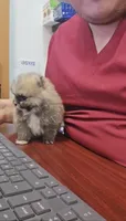 Pomeranian boy The sweetest gift has four tiny paws 🐾💝, a male Pomeranian for sale in San Diego, CA – 5 of 6