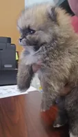 Pomeranian boy The sweetest gift has four tiny paws 🐾💝, a male Pomeranian for sale in San Diego, CA – 4 of 6