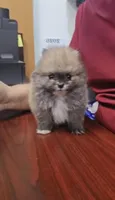 Pomeranian boy The sweetest gift has four tiny paws 🐾💝, a male Pomeranian for sale in San Diego, CA – 3 of 6
