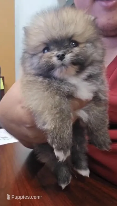 Pomeranian boy The sweetest gift has four tiny paws 🐾💝 – Pomeranian puppy for sale in San Diego, CA