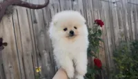 Royalty baby girl, a female Pomeranian for sale in San Diego, CA – 5 of 6
