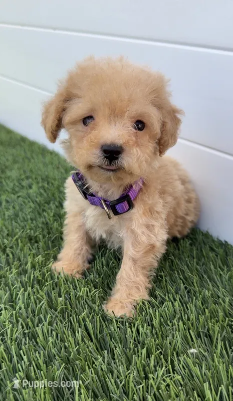 Daisy tiny bichpoo puppy – Poodle - Toy  puppy for sale in San Diego, CA