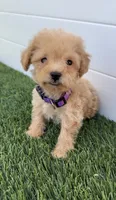 Daisy tiny bichpoo puppy, a female Poodle - Toy  for sale in San Diego, CA – 1 of 4