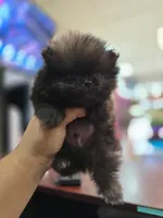 AKC  Teacup tiny boy , a male Pomeranian for sale in San Diego, CA – 3 of 5