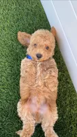 Miko 💙 Adorable Bichpoo Puppy | Designer dog, a male Poodle - Toy  and Bichpoo for sale in San Diego, CA – 3 of 10