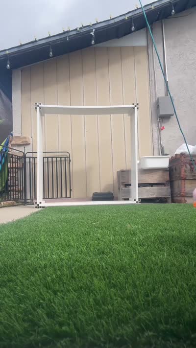 happy girl, a female Poodle - Toy  and Bichpoo for sale in San Diego, CA – 2 of 9