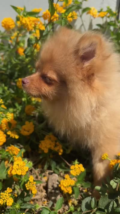 Blondie playful active puppy, a female Pomeranian for sale in San Diego, CA – 8 of 8