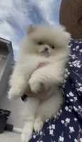 Luna girl, AKC, DNA tetsted , a female Pomeranian for sale in San Diego, CA – 9 of 10