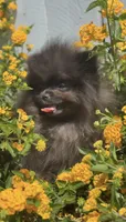 Shadow Micro Pomeranian Calm Pup, a male Pomeranian for sale in San Diego, CA – 6 of 6