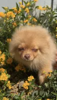 Blondie playful active puppy, a female Pomeranian for sale in San Diego, CA – 6 of 8