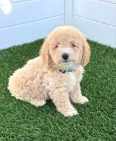 Loki G bichpoo Ready Today, a male Bichon Frise and Poodle - Toy  for sale in San Diego, CA – 6 of 7
