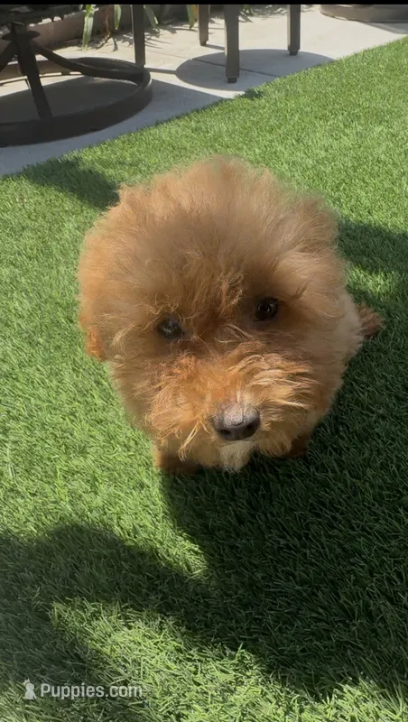 Happy girl – Poodle - Toy , Bichpoo puppy for sale in San Diego, CA