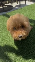 Happy girl, a female Poodle - Toy  and Bichpoo for sale in San Diego, CA – 1 of 7