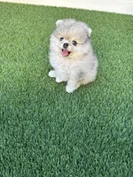 🐻 Tiny Teddy Bear Pomeranian Boy | Sweet & Cuddly, a male Pomeranian for sale in San Diego, CA – 6 of 9