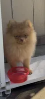 Chocolate Happy baby girl  ready now DNA tested , a female Pomeranian for sale in San Diego, CA – 10 of 10