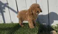 AKC Forrest mini boy ready to go home Today, a male Poodle - Miniature  for sale in San Diego, CA – Photo 4 of 10