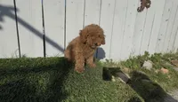 AKC Forrest mini boy ready to go home Today, a male Poodle - Miniature  for sale in San Diego, CA – Photo 7 of 10