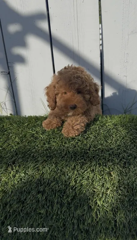 AKC Forrest mini boy ready to go home Today – Poodle - Miniature  puppy for sale in San Diego, CA