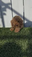 AKC Forrest mini boy ready to go home Today, a male Poodle - Miniature  for sale in San Diego, CA – Photo 1 of 10
