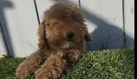 AKC Forrest mini boy ready to go home Today, a male Poodle - Miniature  for sale in San Diego, CA – Photo 6 of 10