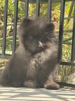 Thor AKC playful and calm puppy, a male Pomeranian for sale in San Diego, CA – 5 of 7