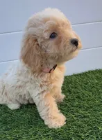 Peaches 🍑 Adorable Bichpoo Puppy , a female Poodle - Toy  and Bichpoo for sale in San Diego, CA – 2 of 8