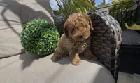 AKC blueytoy  ready  to go home , a male Poodle - Toy  for sale in San Diego, CA – Photo 2 of 9