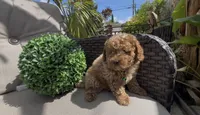 AKC blueytoy  ready  to go home , a male Poodle - Toy  for sale in San Diego, CA – Photo 6 of 9