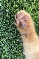 Hazel fluffy happy active puppy , a female Pomeranian for sale in San Diego, CA – 7 of 10